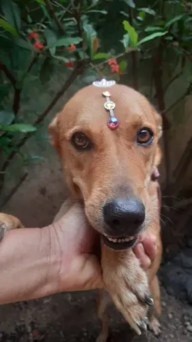 Cachorro caramelo de pequeno médio. Femea. 5 aninhos. Castrada, vacinada e com chip