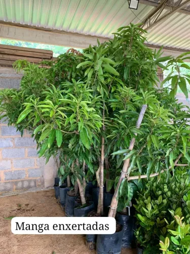 FRUTÍFERAS PRÓXIMO DE PRODUZIR, É NA FRUTI FLORA
