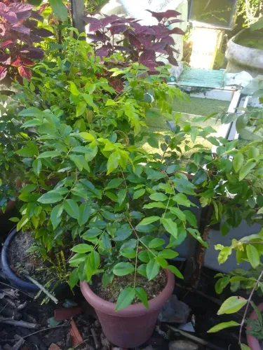 Jaboticaba híbrida no vaso+ fertilizante.