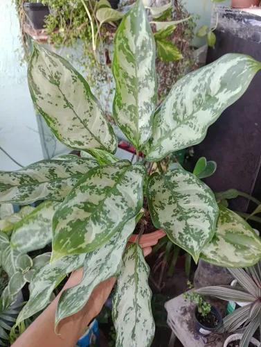 Planta Aglaonema