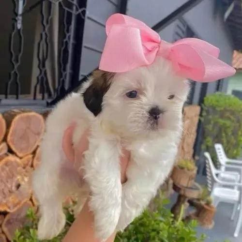 Filhotes de Shih tzu | Uma dose de fofura!