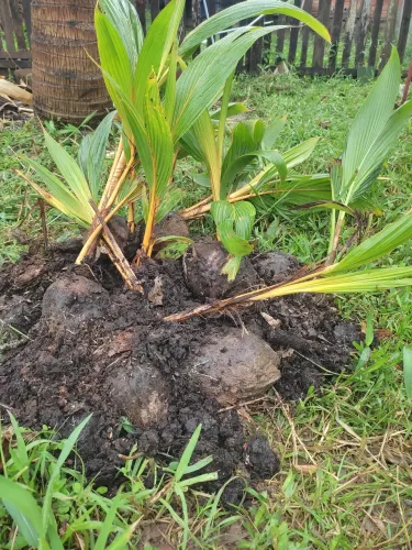 Vendo, planta tipo coqueiro. Ainda pequeno, 20 rs unidade.