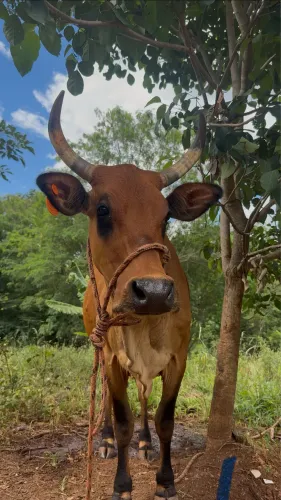 Vaca Jersey