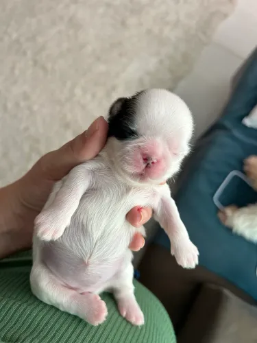 Cachorro