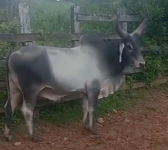 Touro Guzerá PO