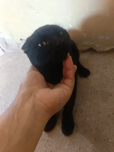 Doa- se gato filhote 4 meses