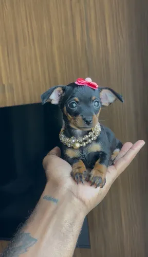 Pinscher fêmea miniatura
