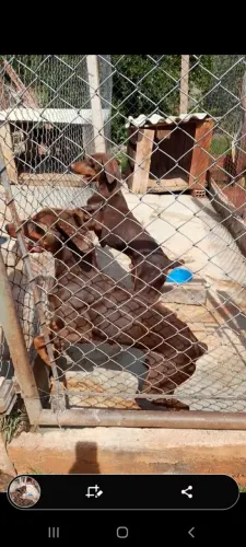 Filhotes de Dobermanns