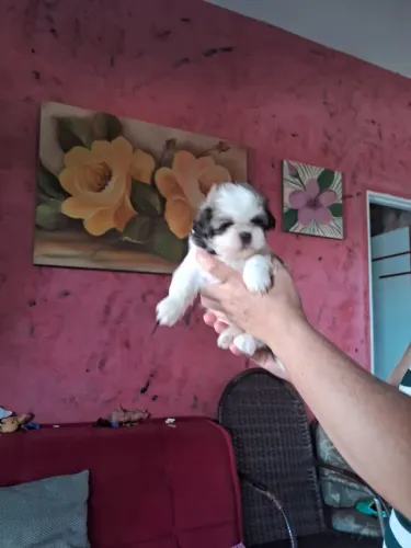 Vendo cachorro Shitzu 