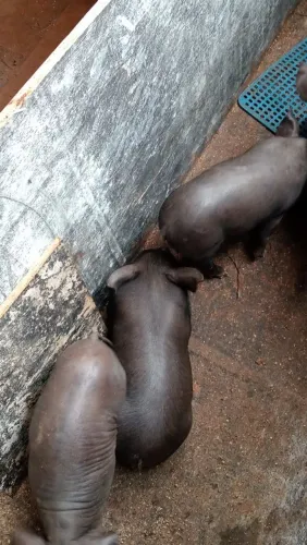 vende porco caipira Nilo no desmame