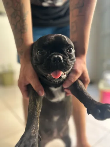 Vende-se buldogue