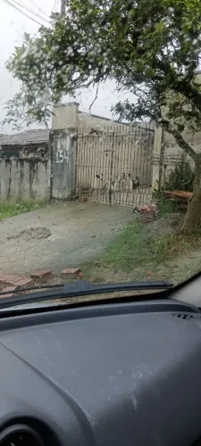 doacao de cachorros de grande porte adultos