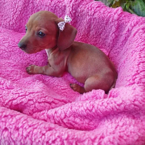Dachshund pet fofo 