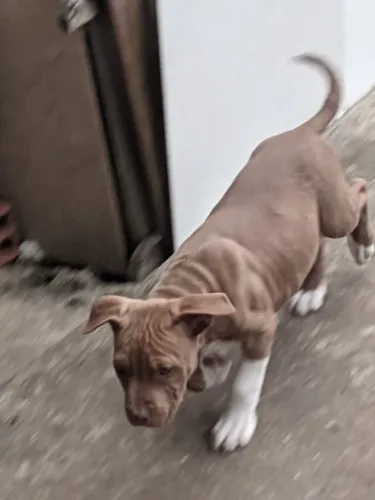Cachorro filhote de Pitbull