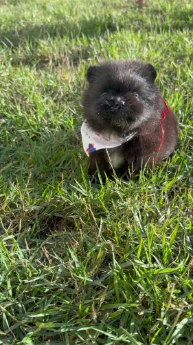 Spitz alemão ( Lulu da pomerania anão)