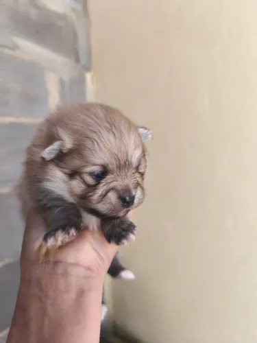 Vendo cachorro spitz alemão