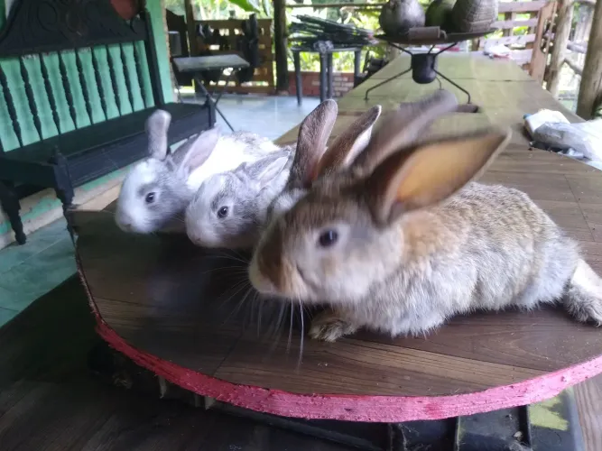 COELHOS FILHOTES
