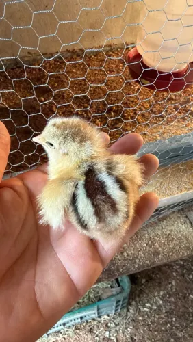 Pintinhos Índio Gigante, Brahma e Sedosa - Ótima Genética
