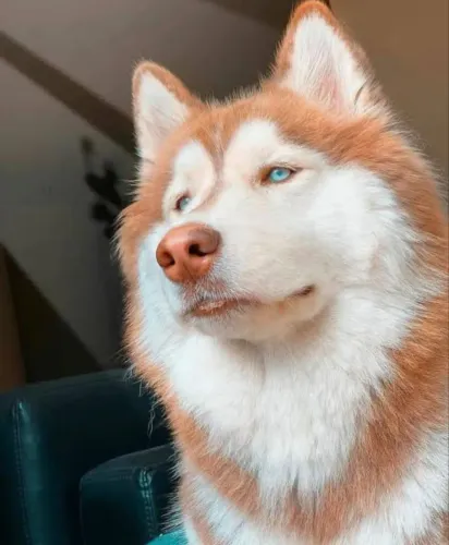 O2 Cachorros machos