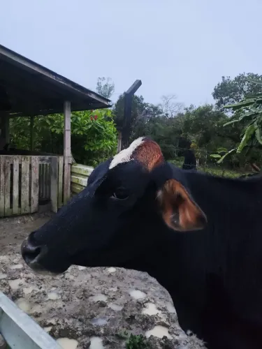 Lote de animais à venda - vaca e porcos