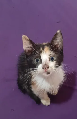 Gatinha fêmea para doação