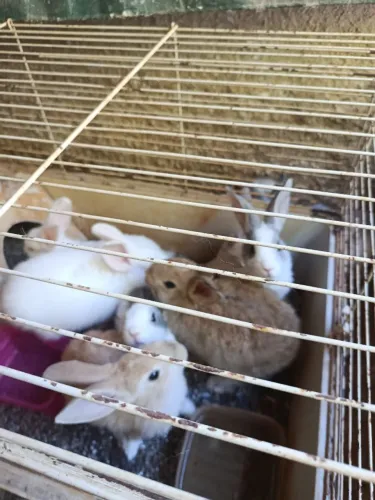 Coelhos