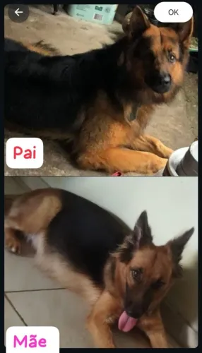 Filhote de pastor alemão capa preta 