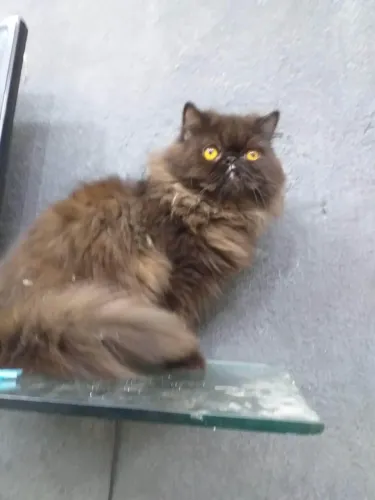 Namoro pet