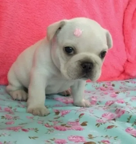 Doação de filhote Bulldog francês