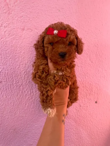 Poodle Toy red linda entregamos hoje mesmo 