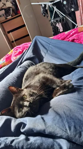 Doação de gato