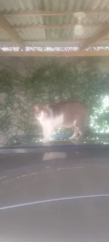 Gatinha para doação