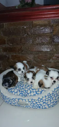 Cachorrinho filhote lhasa apso 