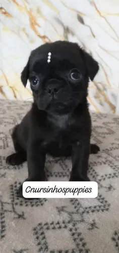 pug lindos baby disponíveis abrico e black entrega já