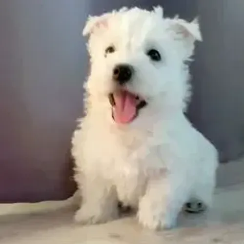 West Terrier Fêmea Carinhosa