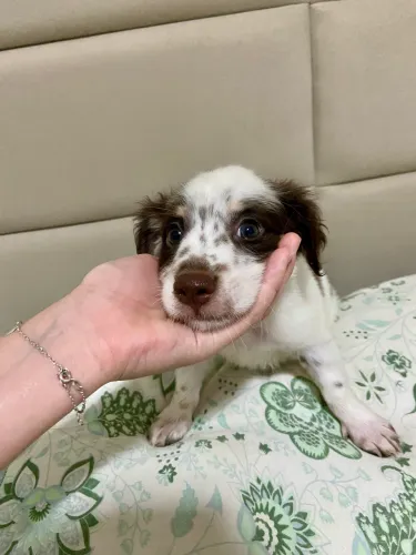 Border collie 