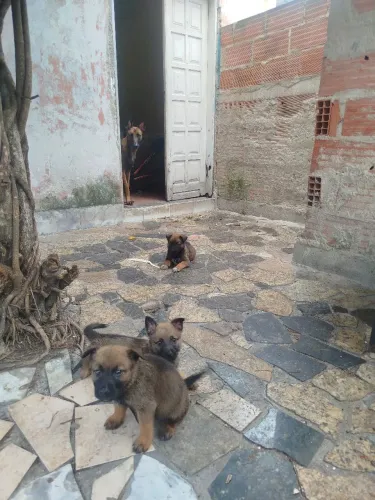 Vendo pastor belga de malinois