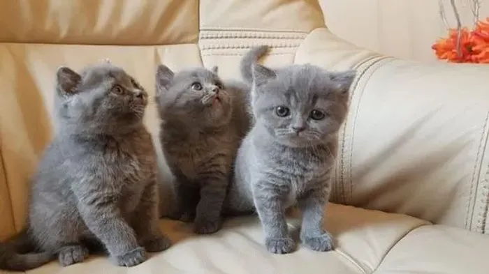 Raça de Gato British Shorthair