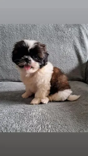 Shih Tzu Garanta essa fofura para sua família