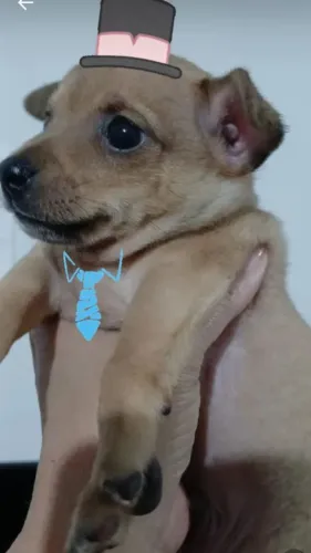 Pinscher 1