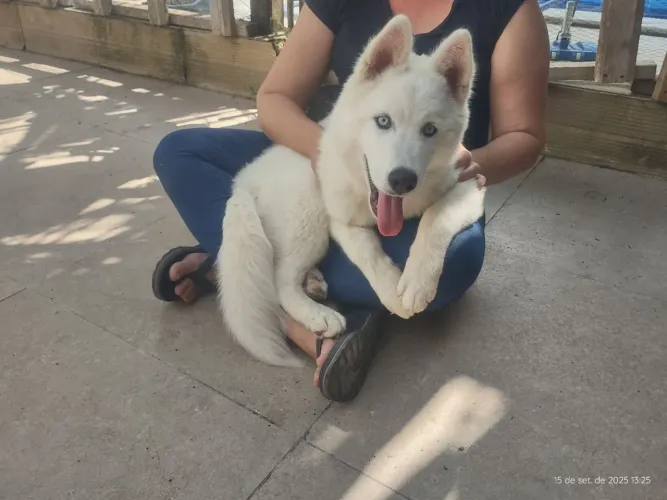 Cachrro hussky siberiano de 1ano e mees