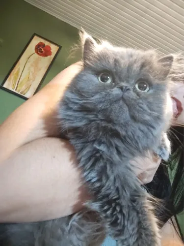 Gato Persa