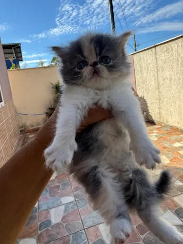 Filhotes de gato persa