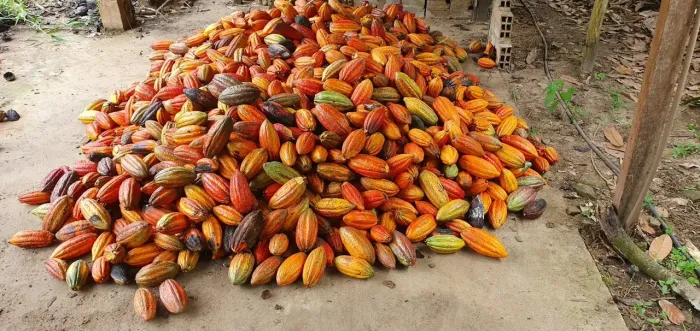 Cacau direto da roça 100% Natural/orgânico
