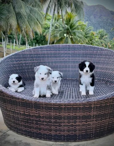 BORDER COLLIE