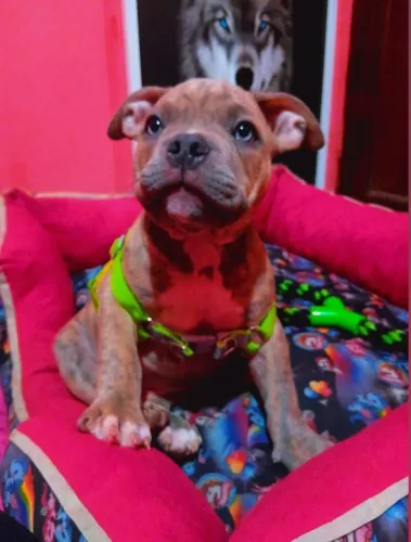 American bully pocket macho vacinado 