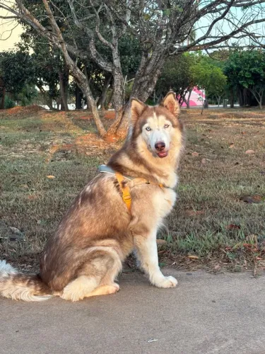 Husky Siberiano Fêmea para cruza