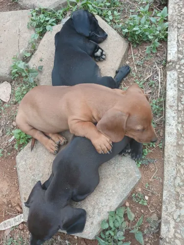 Cachorro Dachshund (Salchichas)