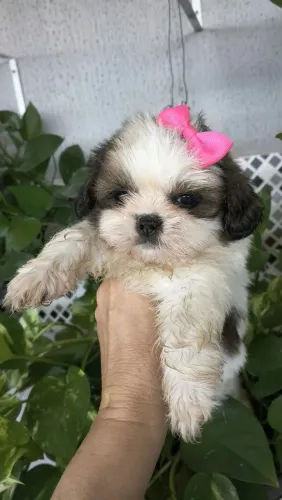 Vendo lindos filhotinhos de shitzu