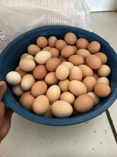 Ovos de quintal